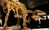 Reconstrucció d'un esquelet de megaraptor - FunkMonk Reconstrucció d'un esquelet de megaraptor - FunkMonk