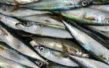 Sardines Sardines