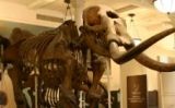 Esquelet de mastodont al Museu Americà d'Història Natural - Ryan Somma Esquelet de mastodont al Museu Americà d'Història Natural - Ryan Somma