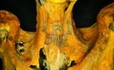 Un ull d'Horus tatuat a una mòmia de Deir el-Medinah, a Egipte - Anne Austin Un ull d'Horus tatuat a una mòmia de Deir el-Medinah, a Egipte - Anne Austin