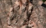 Petjada de rèptil de 230 milions d'anys trobada a Olesa de Montserrat