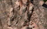 Petjada de rèptil de 230 milions d'anys trobada a Olesa de Montserrat Petjada de rèptil de 230 milions d'anys trobada a Olesa de Montserrat