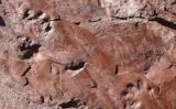 Les petjades fòssils més antigues de Catalunya Les petjades fòssils més antigues de Catalunya