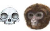 Reconstrucció del crani i reconstrucció de l’aspecte en vida de 'Pliobates cataloniae' - Marta Palmero / Institut Català de Paleontologia Miquel Crusafont Reconstrucció del crani i reconstrucció de l’aspecte en vida de 'Pliobates cataloniae' - Marta Palmero / Institut Català de Paleontologia Miquel Crusafont