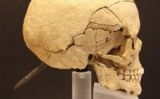 Crani enclavat d'Ullastret -  MAC-Ullastret