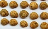 Fòssils de cargols de terra trobats a la cova de la Barriada de Benidorm - IPHES Fòssils de cargols de terra trobats a la cova de la Barriada de Benidorm - IPHES