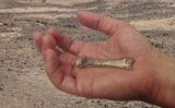 El metacarpià trobat a Kenya superposat a una mà real El metacarpià trobat a Kenya superposat a una mà real