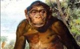 Homo erectus Homo erectus