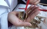 Restes del tumor ovàric - Tribuna d'Arqueologia Restes del tumor ovàric - Tribuna d'Arqueologia