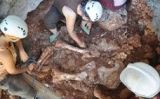 Esquelet de l'elefant - Ajuntament de Castelldefels Esquelet de l'elefant - Ajuntament de Castelldefels