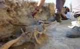 Esquelet d'un soldat republicà a la Fatarella - Associació 'Lo riu' Esquelet d'un soldat republicà a la Fatarella - Associació 'Lo riu'