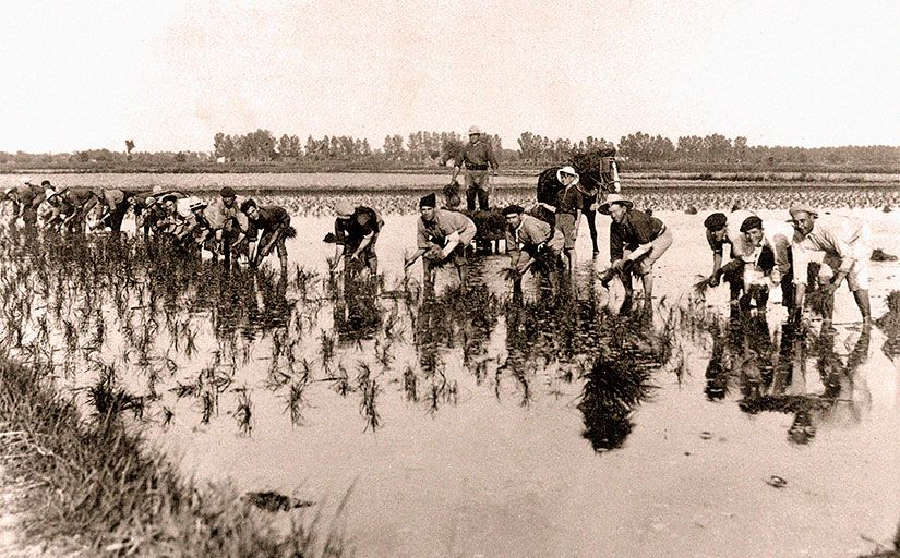 Plantació d’arròs al baix Ter. Ara se sap que el paludisme tenia relació amb l’aigua estancada, per això, avui, l’arròs es conrea amb aigua corrent