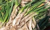 Calçots Calçots