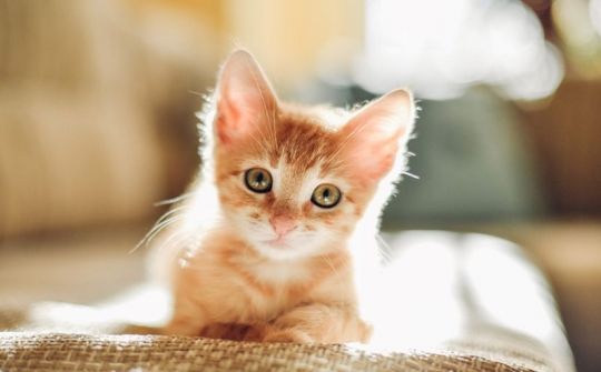 Des de quan tenim gats a casa?