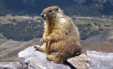 Marmota a Califòrnia Marmota a Califòrnia
