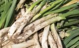 Calçots