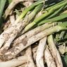 Calçots