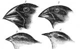 Diferents exemplars d'au analitzats per Darwin a les illes Galàpagos