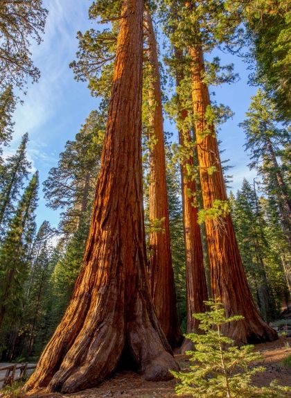 Fotografia d'una sequoia gegant del parc nacional