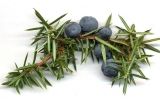 Una petita branca de ginebre amb ginebrons, emprats en l'elaboració del gin menorquí Una petita branca de ginebre amb ginebrons, emprats en l'elaboració del gin menorquí