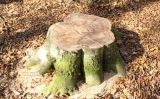 Soca que mostra els anells de l'arbre Soca que mostra els anells de l'arbre