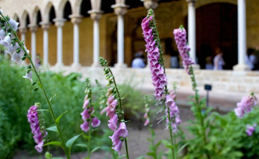 Mostra de les plantes presents al jardí del claustre del monestir de Pedralbes