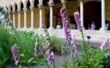 Mostra de les plantes presents al jardí del claustre del monestir de Pedralbes Mostra de les plantes presents al jardí del claustre del monestir de Pedralbes