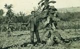 Plantació a Fondarella, un dels principals centres productors de caliquenyos del Ponent Català Plantació a Fondarella, un dels principals centres productors de caliquenyos del Ponent Català