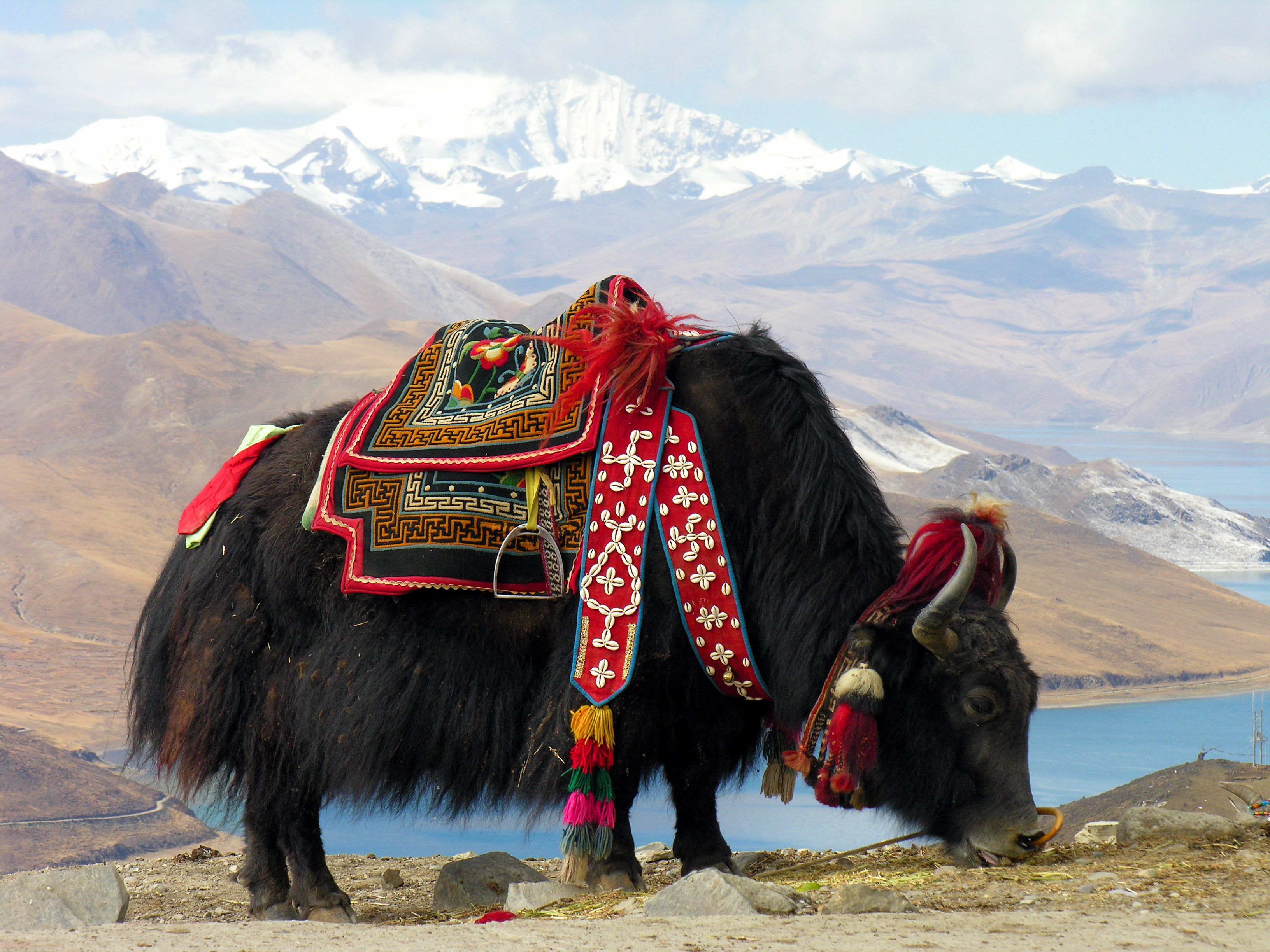 Yak tibetà, símbol de la regió