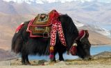 Yak tibetà, símbol de la regió Yak tibetà, símbol de la regió