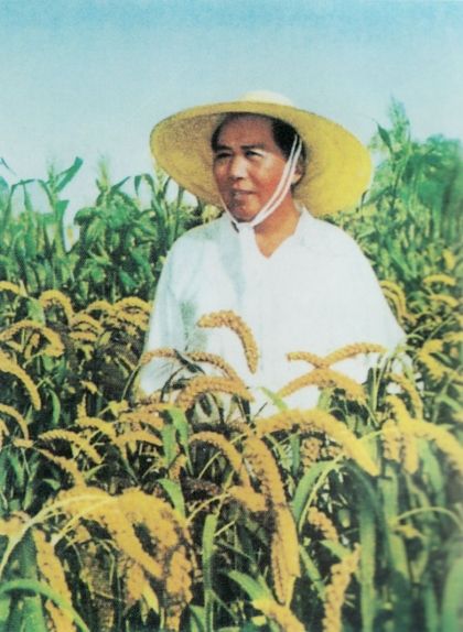 Fotografia de Mao Zedong en un camp d'arròs