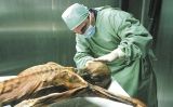 L'estudi d'Ötzi L'estudi d'Ötzi