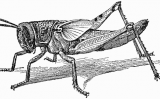 llagosta llagosta