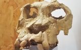 Crani del 'Pierolapithecus', més conegut com Pau
