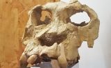 Crani del 'Pierolapithecus', més conegut com Pau Crani del 'Pierolapithecus', més conegut com Pau