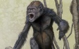 Dibuix del ‘Pierolapithecus’ que va publicar la revista nord-americana ‘Science’ quan es va fer pública la troballa internacionalment Dibuix del ‘Pierolapithecus’ que va publicar la revista nord-americana ‘Science’ quan es va fer pública la troballa internacionalment