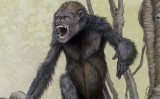 Dibuix del ‘Pierolapithecus’ que va publicar la revista nord-americana ‘Science’ quan es va fer pública la troballa internacionalment