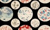Virus, l'amenaça invisible Virus, l'amenaça invisible