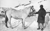 Robert Falcon Scott amb un dels ponis que el van acompanyar durant l'expedició Robert Falcon Scott amb un dels ponis que el van acompanyar durant l'expedició