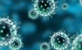 VIRUS VIRUS