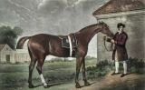 Retrat d'Eclipsi fet pel pintor anglès George Stubbs Retrat d'Eclipsi fet pel pintor anglès George Stubbs