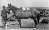 'Comanche', l'únic cavall supervivent dels homes de Custer durant la batalla de Little Bighorn 'Comanche', l'únic cavall supervivent dels homes de Custer durant la batalla de Little Bighorn