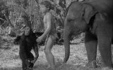 Fotograma de la pel·lícula 'El triomf de Tarzan' (1943) Fotograma de la pel·lícula 'El triomf de Tarzan' (1943)