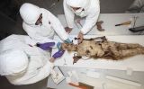 Les restes de Blanca d'Anjou al Centre de Restauració de Béns Mobles de Valldoreix, on els científics van analitzar el cos en profunditat
