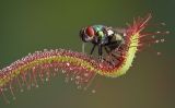 PlantesPetitSapiens25 PlantesPetitSapiens25