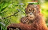 OrangutaPetitSapiens28 OrangutaPetitSapiens28
