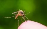 Mosquit Mosquit