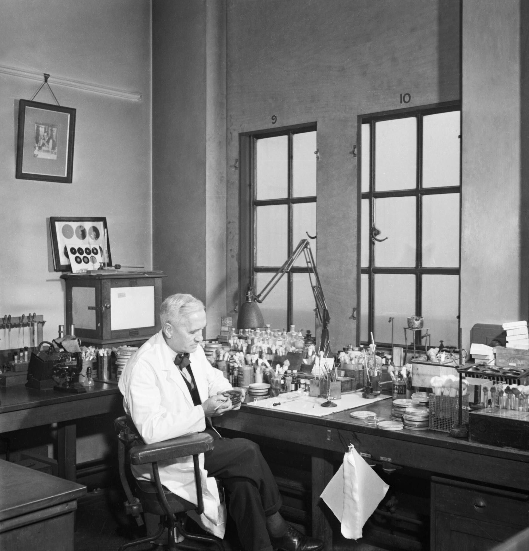 Alexander Fleming treballant al seu laboratori de l'hospital Saint Mary de Londres durant la Segona Guerra Mundial