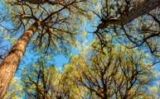 Bosc Bosc