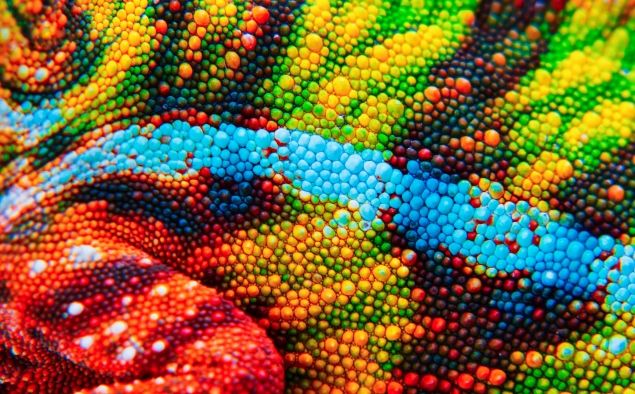 Així és la pell del camaleó vista de prop